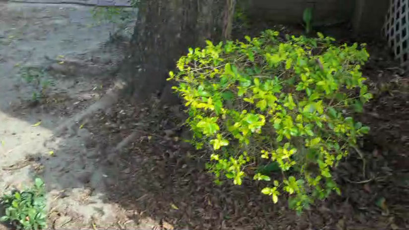 VID-20241117-WA0001